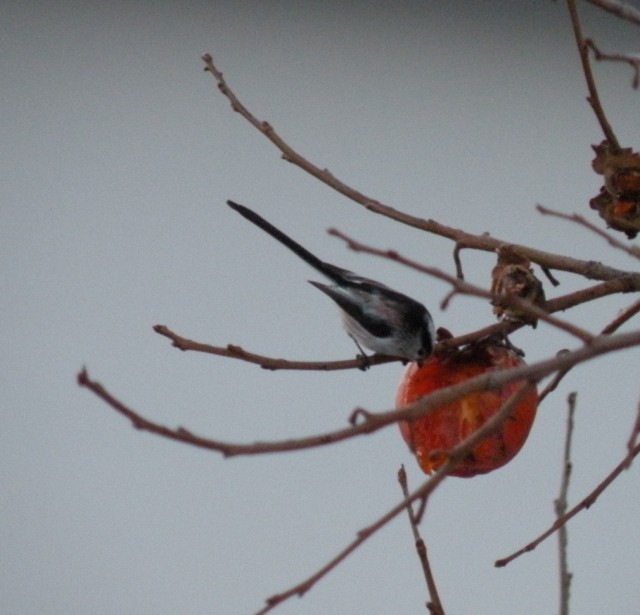 dalla finestra di casa...